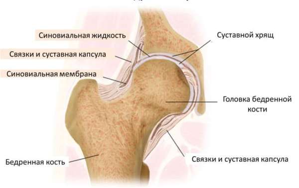 Изображение - Какие суставы у человека anatomiya-sustavov-1