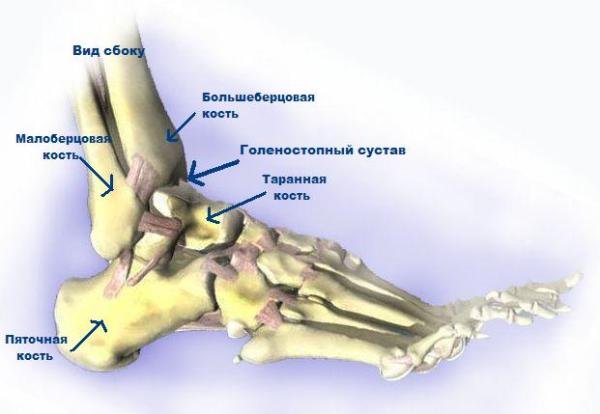 Какие кости участвуют в образовании голеностопного сустава