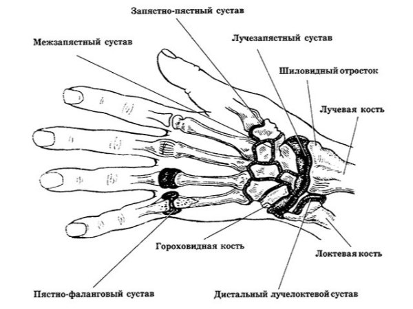 Изображение - Характеристика лучезапястного сустава luchezapystnii-sustav